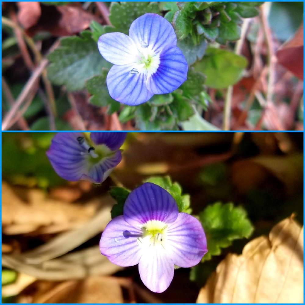 オオイヌノフグリの投稿画像 By 花子さんさん 散歩と近所と色ちがい 21月2月2日 Greensnap グリーンスナップ