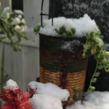 雪と植物の投稿画像一覧 Greensnap グリーンスナップ 雪と植物の投稿画像一覧 Greensnap グリーンスナップ