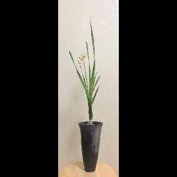 日本水仙の花の投稿画像一覧 Greensnap グリーンスナップ