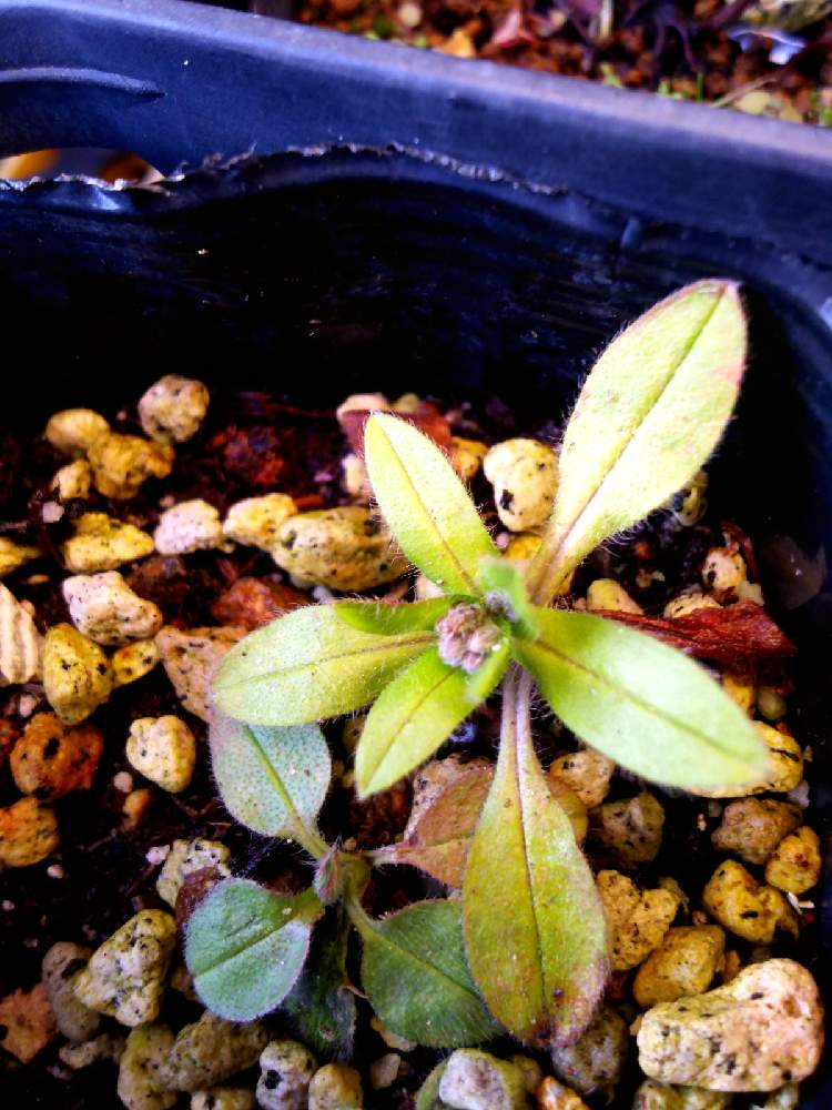 ワスレナグサの投稿画像 By 気まぐれ ェ さん 種まき大好きと植物と濃厚接触と地球の暮らしと自然を愛すと植物のある暮らしと鉢植え植物とずぼらな園芸と耐寒性植物と植物大好きとgs映えとおうち園芸と新潟県と花のある暮らしと雪国の冬とスマホ撮り 21月2月2日