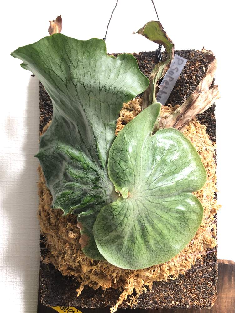 ビカクシダ スパーバムの投稿画像 By Kirarirakiさん ビカクシダ属と ビカクシダとコウモリラン スパーバムとプラティセリウム スパーバム 21月2月2日 Greensnap グリーンスナップ