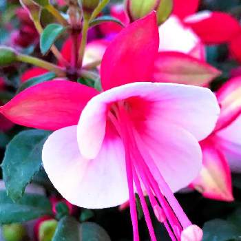 フクシアの投稿画像一覧 Greensnap グリーンスナップ