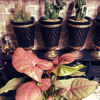 シンゴニウム ピンクバタフライの投稿画像一覧 Greensnap グリーンスナップ