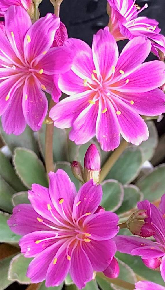 テラスの投稿画像 By テラリーさん レウィシア エリーゼ と レウィシアときれいな花と華やか と花のある暮らしと色がキレイとかわいい花とレウィシア エリーゼ と レウィシアときれいな花と華やか と花のある暮らしと色がキレイとかわいい花 21月2月3日