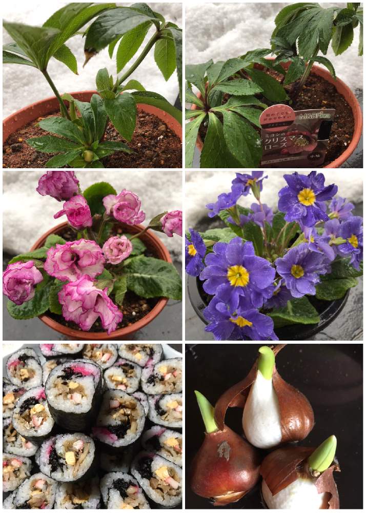 バラ咲きジュリアンの投稿画像 By ちりめんうさぎさん プリムラ ジュリアン と八重咲きクリスマスローズとチューリップの球根とクリスマスローズプチドール結と手作りとピンクの花と青い花とおうち園芸と球根と鉢植え 21月2月3日 Greensnap グリーンスナップ