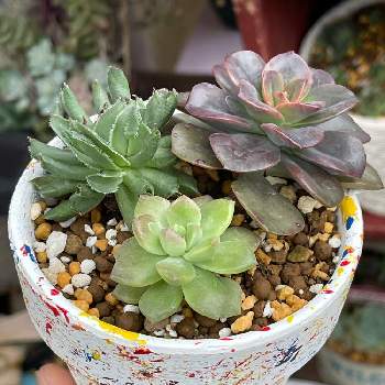 多肉ちゃんのリメ鉢の投稿画像一覧 Greensnap グリーンスナップ