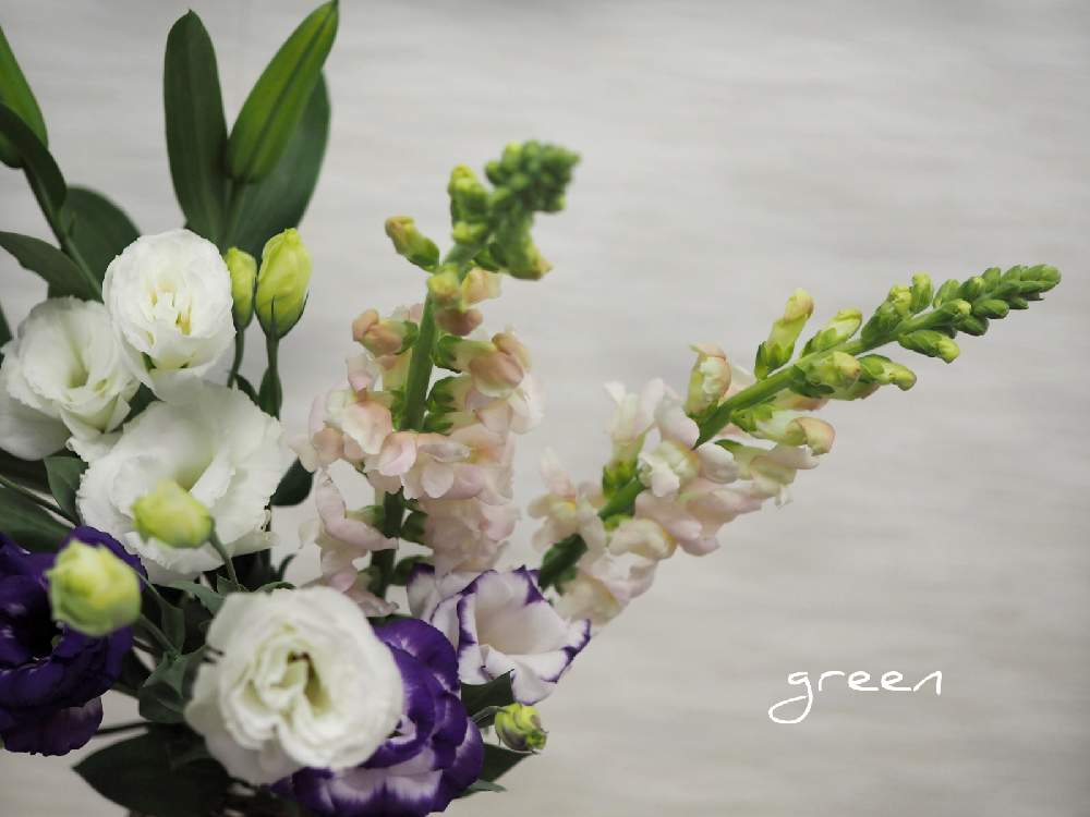 フレッシュの投稿画像 By Green さん 季節を楽しむと立春とトルコキキョウ とお部屋に花をときんぎょ草 と優しい花色と花のある暮らしと春を感じると優しい気持ち 21月2月3日 Greensnap グリーンスナップ