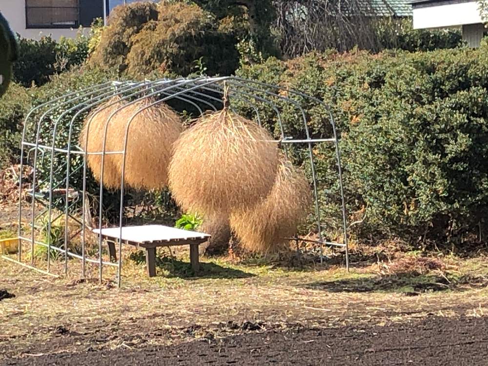 コキアの投稿画像 By 志穂さん スマホ撮影と愛川町と神奈川県愛川町 21月2月3日 Greensnap グリーンスナップ