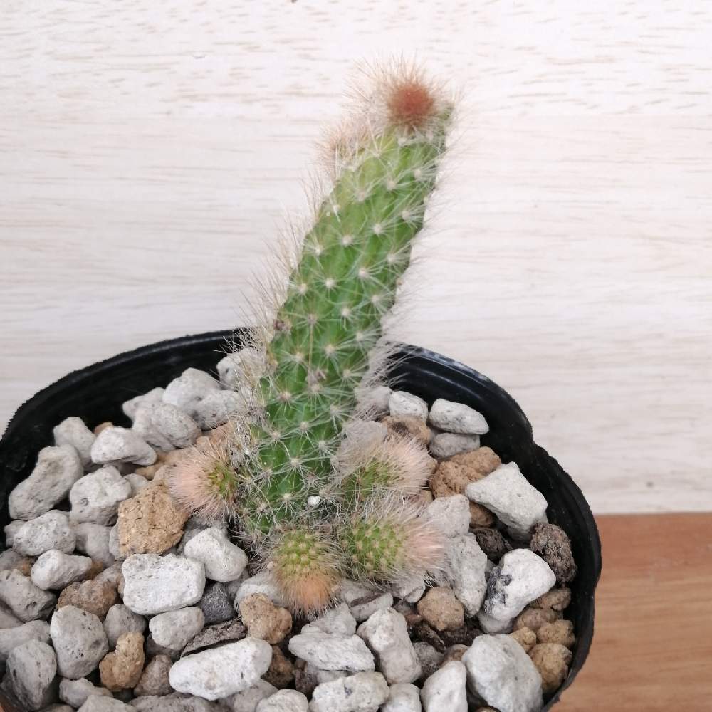 Jozpictsivkkk 25 ヒルデ ウィン テラ 徒長 ヒルデ ウィン テラ 徒長 Jozpictsivkkk 25 ヒルデ ウィン テラ 徒長 ヒルデ ウィン テラ 徒長