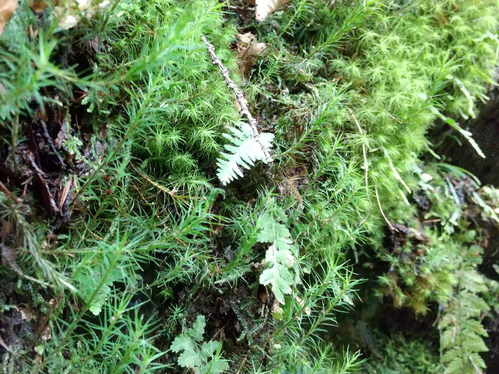 タマゴケの投稿画像 By モス吉さん スギゴケと8月10日は苔の日と苔 コケ とみんなのコケ図鑑とゆるっと苔愛好会と スギゴケとコケ植物と コケと苔活と苔 こけ と タマゴケ 21月2月3日 Greensnap グリーンスナップ