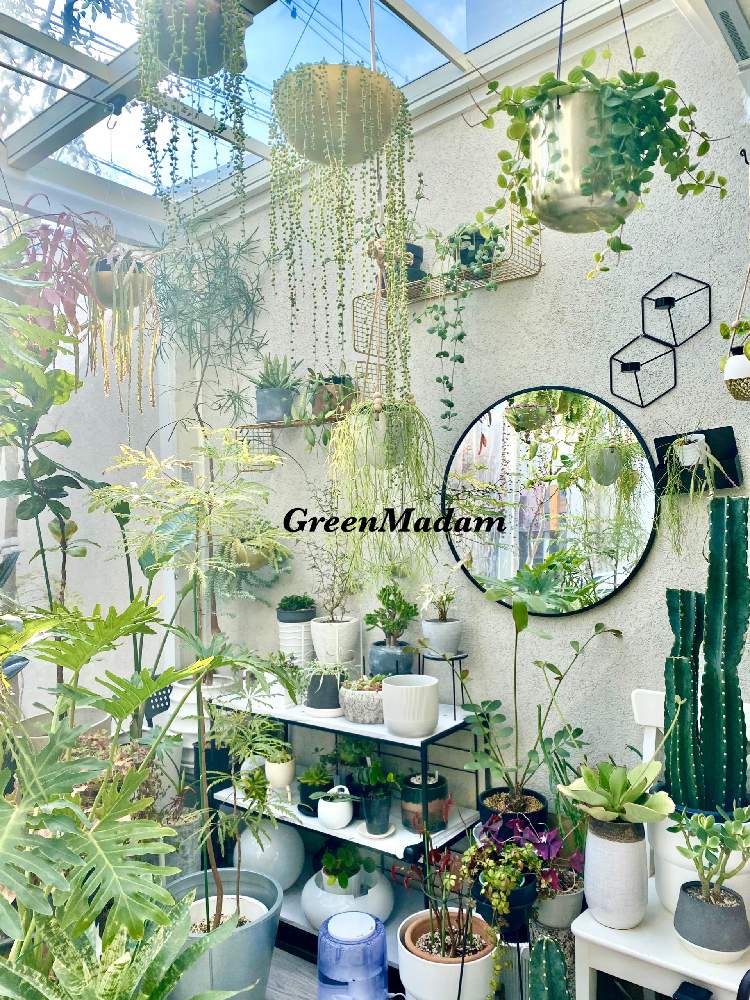 グリーンマダム Green Madam さんの投稿画像 21 02 03 09 45 26 0 Greensnap グリーンスナップ Greensnap グリーンスナップ