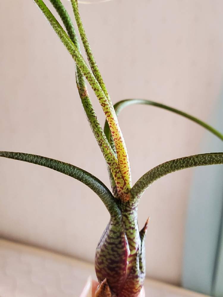 チランジアの投稿画像 By Erurunaさん 21月2月3日 Greensnap グリーンスナップ Greensnap グリーンスナップ