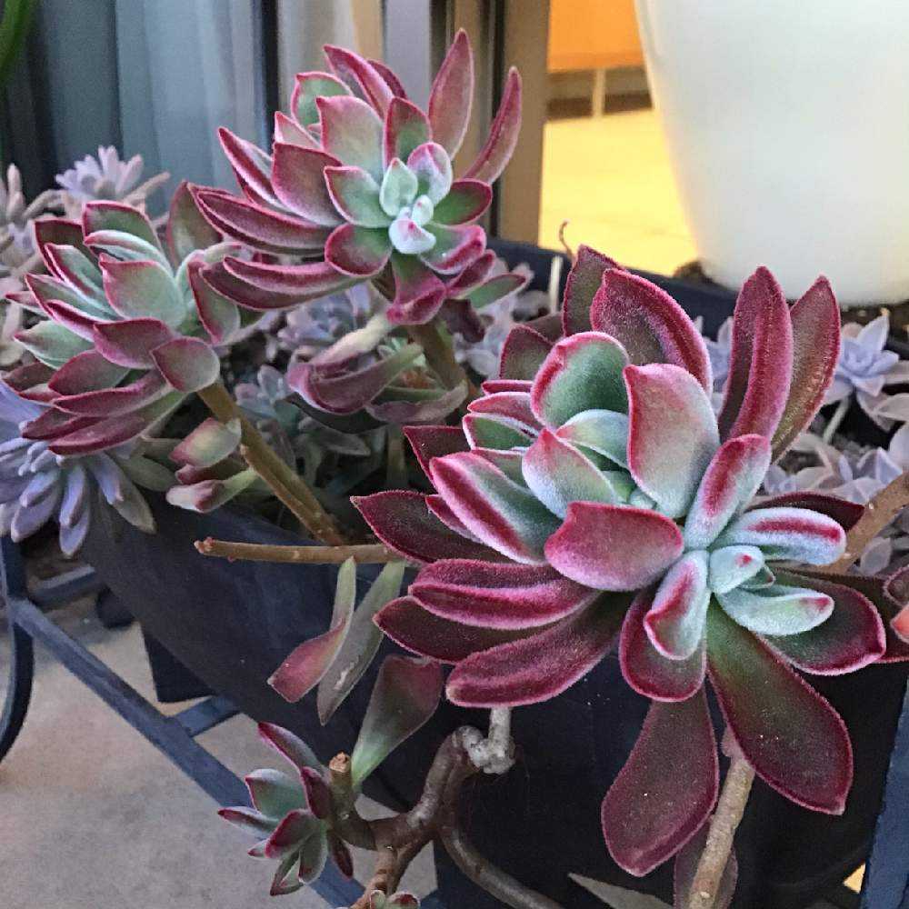 ご確認用　多肉ハムシー ハムシー | RuPo 多肉植物専門店