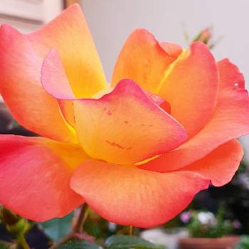 フロリバンダ系統の画像 by IKUMAMAさん | 小さな庭とキレイ☆とフロリバンダ系統と鮮やかな色とおうち園芸とお気に入り❤️とオレンジの花と鉢植えのバラ