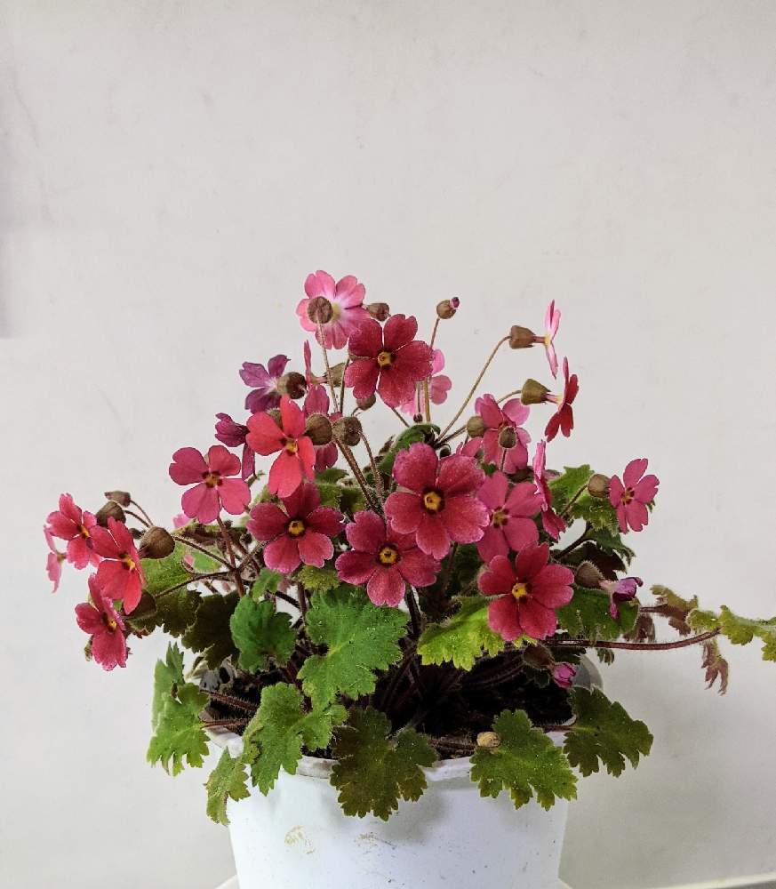 プリムラ シネンシスの投稿画像 By はちなつめさん 花のある暮らしと我が家のお花 21月2月3日 Greensnap グリーンスナップ