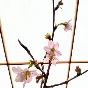 切り枝の画像 by あちゃこさん | 和室と啓翁桜とこの色大好き❤と切り枝と癒やしと冬の楽しみとふゆと冬に咲く桜と花木と美しい♡と繊細な花びら♡と春が楽しみ♡と切り花