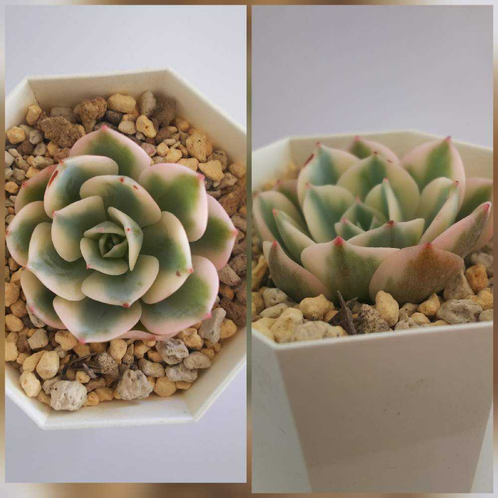 ルノーディーン観察日記｜🍀GreenSnap（グリーンスナップ）