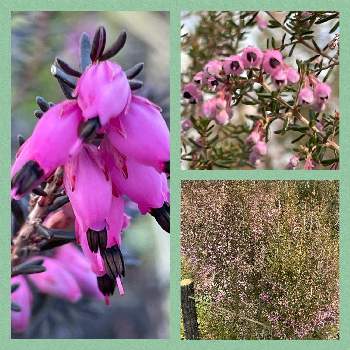 初めて知る花の名前の投稿画像一覧 Greensnap グリーンスナップ 初めて知る花の名前の投稿画像一覧 Greensnap グリーンスナップ