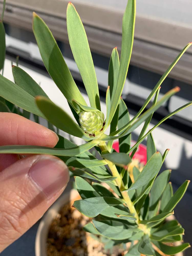 植物のある暮らしの投稿画像 By Tomo19さん 植物男子と高知県と鉢植えと珍しい植物とオージープランツとリューカデンドロン イエローデビルと リューカデンドロンとエクステリアと植物のある暮らしと植物男子と高知県と鉢植えと珍しい植物とオージープランツ 21月2月