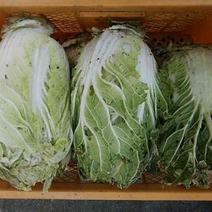 白菜,無農薬,栽培記録,冬野菜,露地栽培の画像