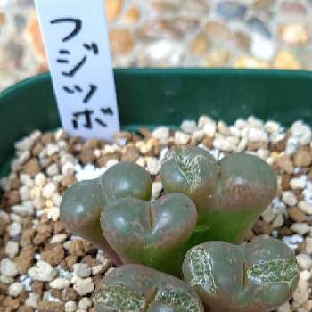 フジツボの投稿画像一覧 Greensnap グリーンスナップ