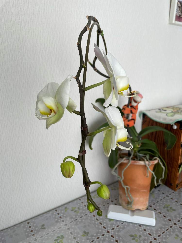 胡蝶蘭の花を前向きに揃える挑戦 Greensnap グリーンスナップ