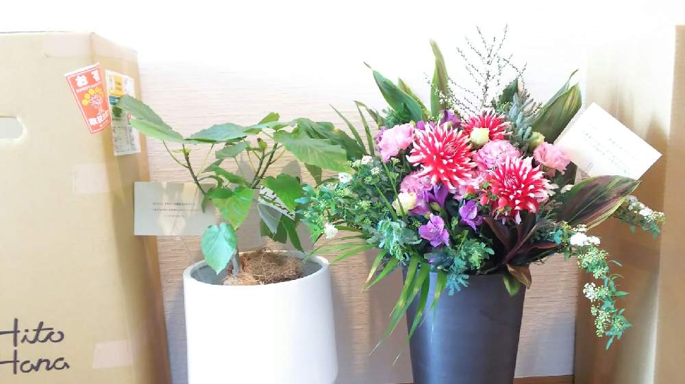 ウンベラータの植え替え 随時更新中 Greensnap グリーンスナップ