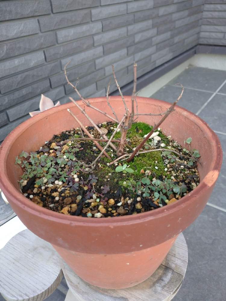 フクシア プーニーの投稿画像 By サスケさん フクシア 21月2月3日 Greensnap グリーンスナップ Greensnap グリーンスナップ