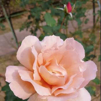 バラ ジュリアの投稿画像一覧 Greensnap グリーンスナップ