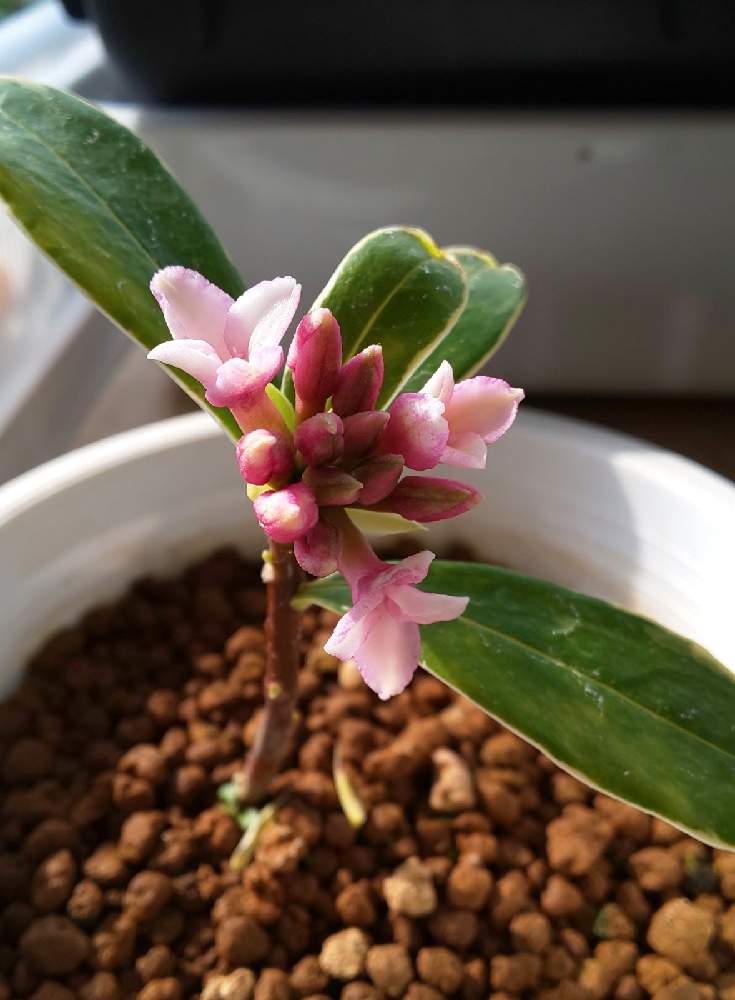 ジンチョウゲの投稿画像 By たねちゃんさん 挿し木とおうち園芸と十七文字 21月2月3日 Greensnap グリーンスナップ