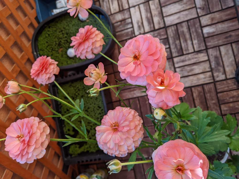 ラナンキュラスラックスエリス 21年1月11日お迎え Greensnap グリーンスナップ