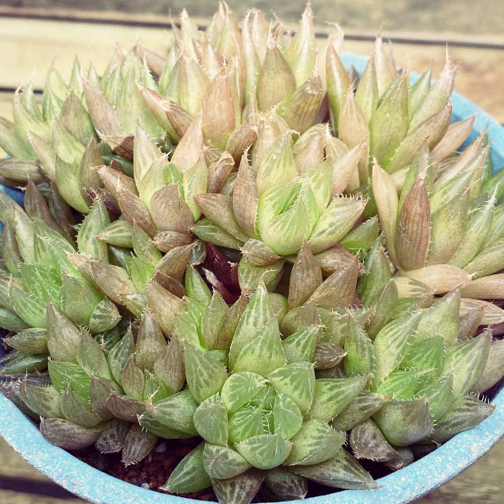 ハオルチアの投稿画像 By Mee さん 星雲の舞と部屋と子吹きとぎゅーぎゅーと子だくさんと日焼けと子吹きとぎゅーぎゅーと子だくさんと日焼け 21月2月3日 Greensnap グリーンスナップ Greensnap グリーンスナップ