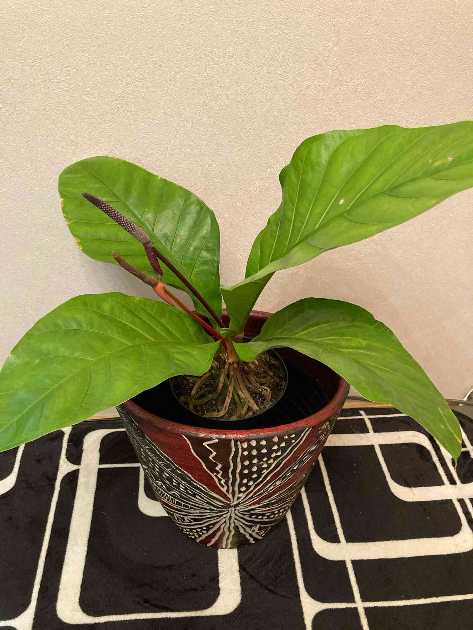 ［現品］【希少】ボリューム満点！　アンスリウム　ジャングルブッシュ　8号　レア 現品］【希少】ボリューム満点！ アンスリウム ジャングルブッシュ 8号