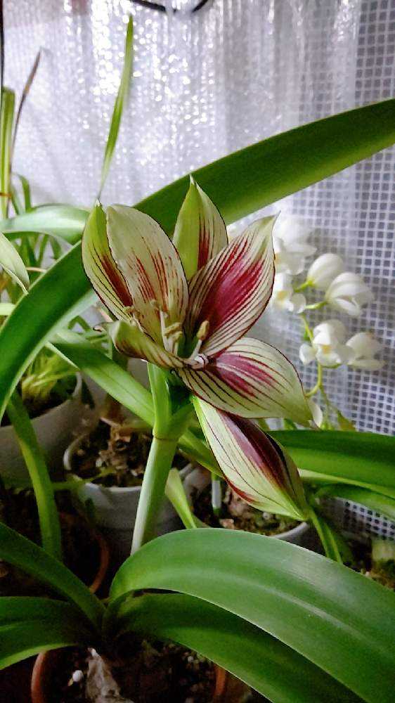 アマリリスのまとめ21 3月19日更新 Greensnap グリーンスナップ アマリリスのまとめ21 3月19日更新 Greensnap グリーンスナップ