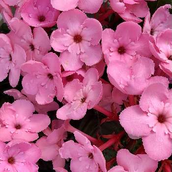 ニオイザクラ アッサムニオイザクラの画像 by こつぶさん | お出かけ先とニオイザクラ アッサムニオイザクラと園芸店ときれいとピンクのお花とにおいざくら  ルクリアとかわいいな♡