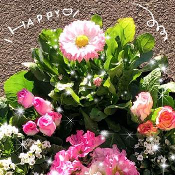 バラ咲きジュリアンプリンアラモードの画像 by モカさん | 小さな庭とバラ咲きジュリアンプリンアラモードと今日はいい天気☀️と寄せ植えとバラ咲きジュリアンブライダルベルともうすぐバレンタイン❤️とチロリアン デージとアリッサム♡と素敵な一日を✨とフリンジ咲きモンシュシュと元気よ届け♡とお庭のお花♡と今日も一日頑張ろうとトキメキ❤とピンクの日