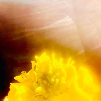 菜の花 の投稿画像一覧 Greensnap グリーンスナップ