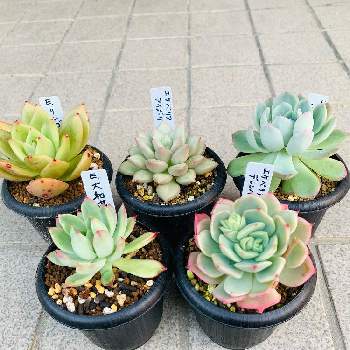 リンゴスターの投稿画像一覧 Greensnap グリーンスナップ