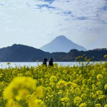 池田湖の画像 by 花って良いなあさん | お出かけ先と菜の花と池田湖