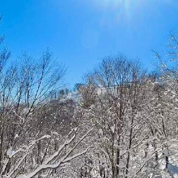 冬木立の画像 by Kay_Tama-gskさん | お出かけ先と冬木立と銀世界と高鷲スノーパーク