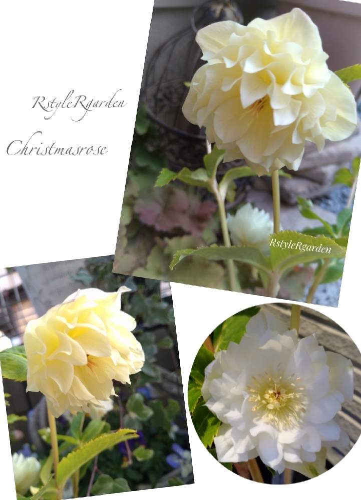 クリスマスローズの投稿画像 By ﾆｷｰﾀｼﾞｭﾘﾝ三世さん クリスマスローズの花とクリスマスローズ愛同盟とマイガーデンとナチュラルガーデンと クリスマスローズとガーデニングとクリスマスマスローズと花のある暮らし 21月2月4日 Greensnap グリーンスナップ