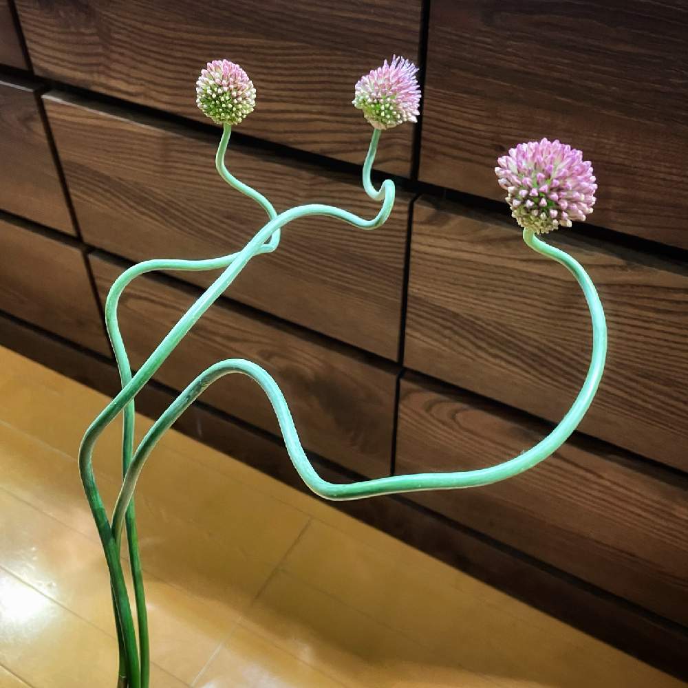 アリウム スネークボールの投稿画像 By Wakkkkさん 花のある暮らしとアリウム属とインテリアと花のある暮らしとアリウム属 21月2月4日 Greensnap グリーンスナップ Greensnap グリーンスナップ アリウム スネークボールの投稿画像 By Wakkkkさん 花のある暮らしとアリウム属とインテリアと花のある暮らしとアリウム属 21月2月4日 Greensnap グリーンスナップ Greensnap グリーンスナップ