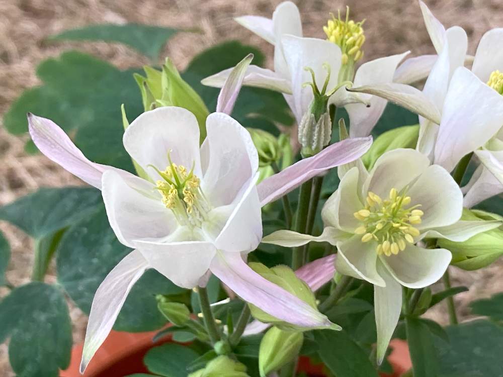 オダマキの投稿画像 By Nezukoさん 白とピンクと癒しの植物と清楚なお花と咲き続けてねと花のある暮らしと白い花と小さな花とグリーン 21月2月4日 Greensnap グリーンスナップ