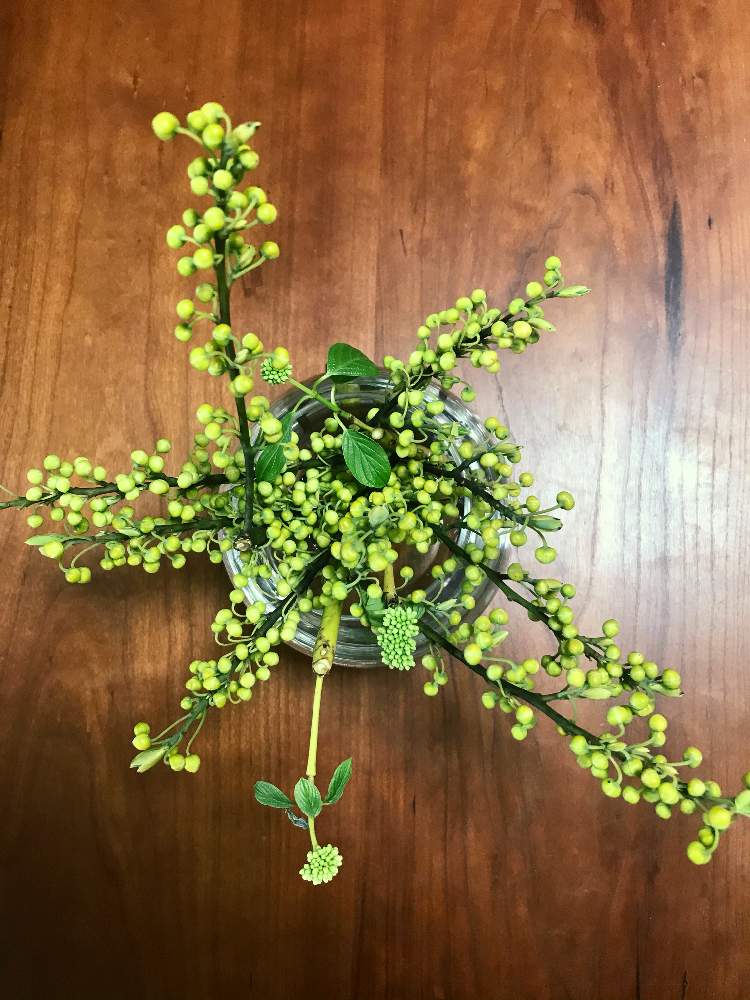 黄金ミズキの投稿画像 By Bigriverさん アオモジ 青文字 21月2月4日 Greensnap グリーンスナップ