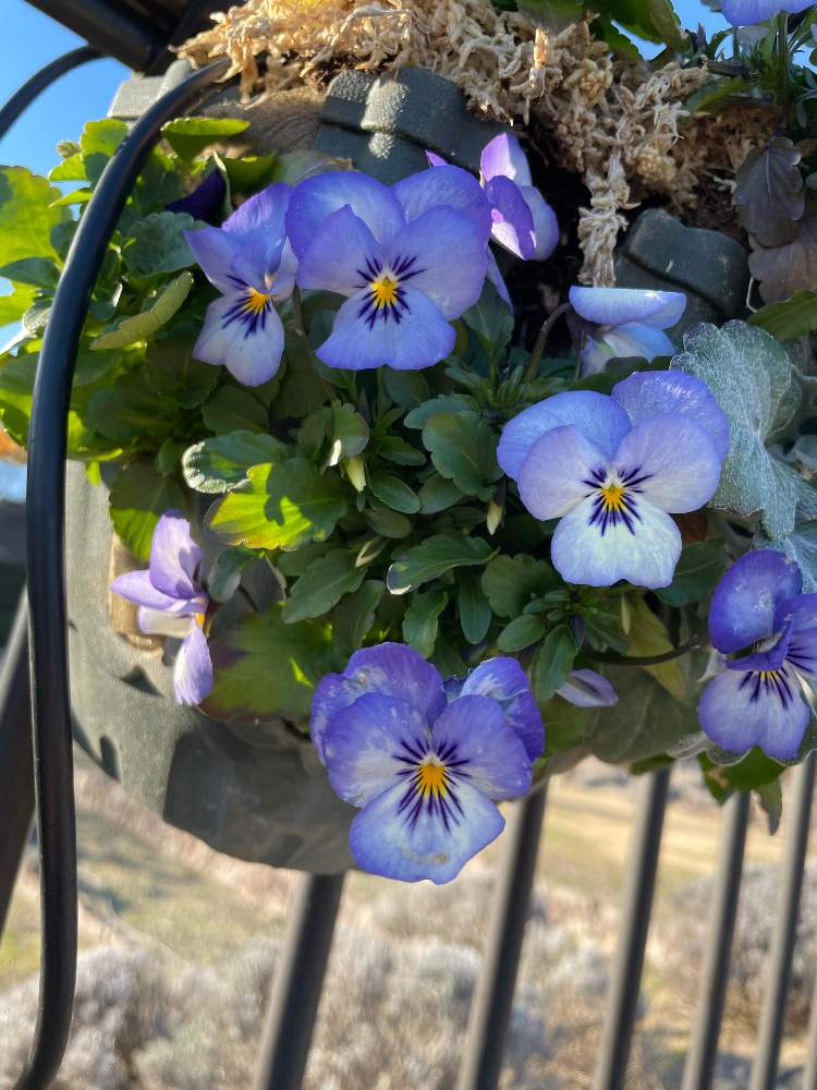 ビオラの投稿画像 By Jiggyさん 初心者と青い花とモリコロパークと出かけ先 21月2月4日 Greensnap グリーンスナップ