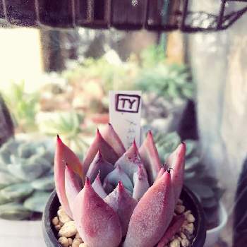 ガーデンプランツ工藤の投稿画像一覧 Greensnap グリーンスナップ