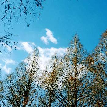 メタセコイヤの樹木の画像 by m＆oさん | お出かけ先と都立水元公園と雲撮りと雲仲間と散策の途中でと今朝の散歩道とメタセコイヤの樹木