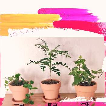 部屋で楽しむの画像 by shippo ➰さん | キッチンとヘデラとペペロミアとジャカランダと癒されます♡と植物との時間と笑顔を忘れないでと部屋で楽しむと植物に感謝と観葉植物のある暮らし