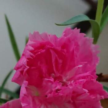可愛いカーネーションの画像 by 薔薇姫さん | 階段/廊下とカーネーションと種から栽培とカーネーション♡とカーネーション❤︎と種からの幸せとピンクの花と種からと種から育てたとカーネーション♪とピンクワールドとかわぃぃ。とカーネーション鉢栽培ときれい～✴とカーネーション✨ときれーい✨ときれ～い❤とカーネーション✿とお花は癒しと可愛いカーネーションとピンクカーネーションとカーネーション！