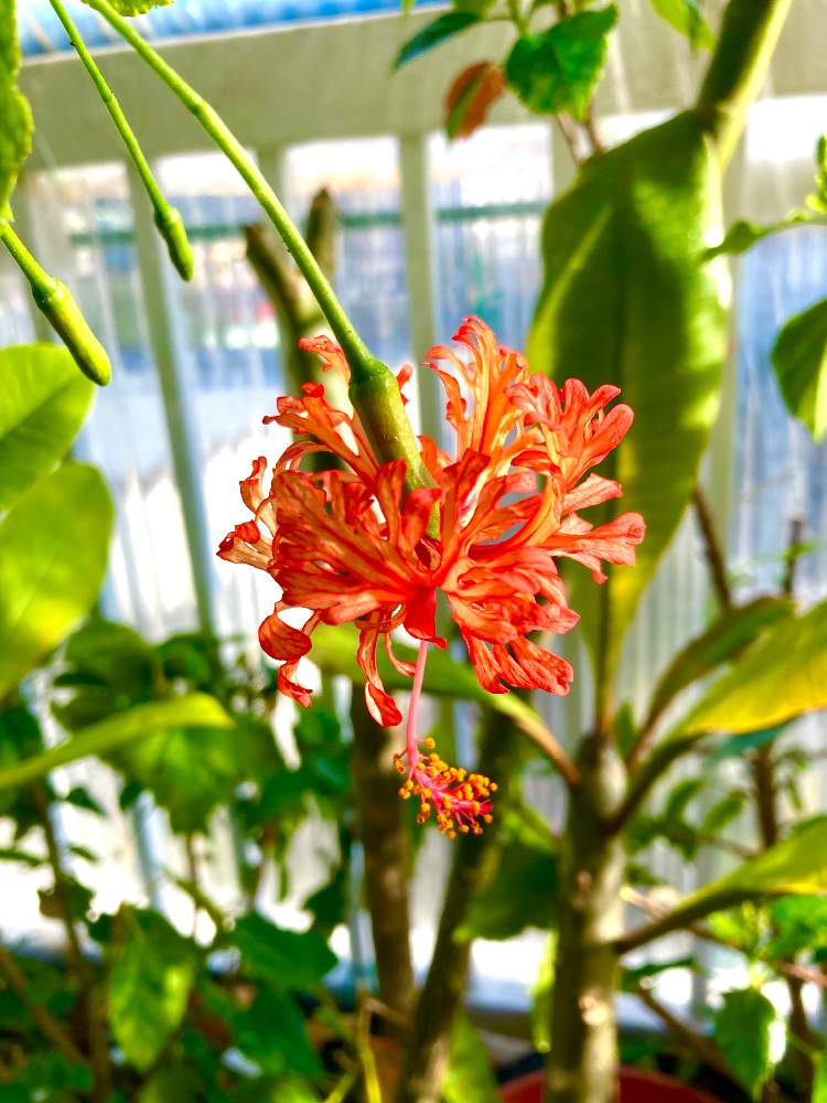 フウリンブッソウゲ 風鈴仏桑花 の投稿画像 By 花ペチャさん 原種系ハイビスカス 風鈴仏桑花とトロピカルフラワーとno Flower No Lifeとno Green No Lifeと花のある暮らしとgreen Up 21月2月4日 Greensnap グリーンスナップ